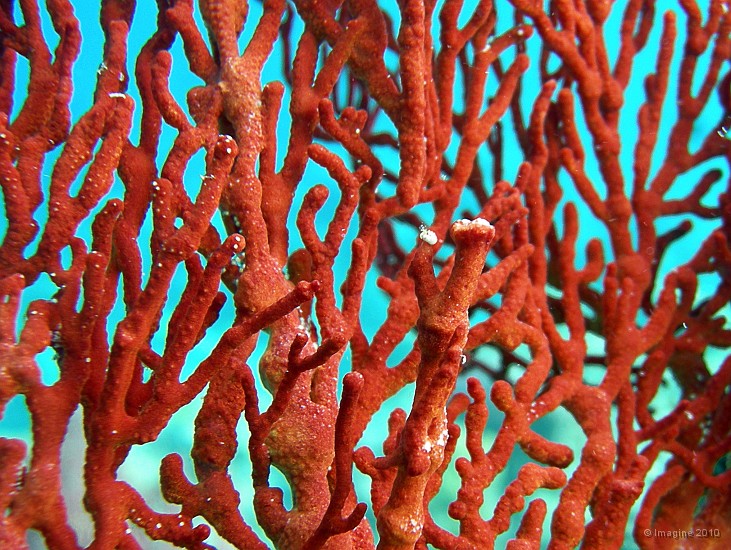 68- Detail de gorgone rouge - Kouare.JPG